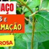 Planta para dores, inflamações e inchaço