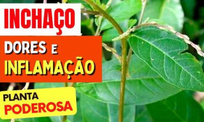 Planta para dores, inflamações e inchaço