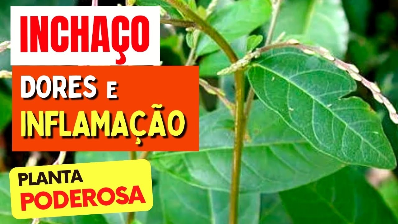 Planta para dores, inflamações e inchaço