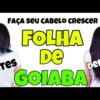 Tônico de folha de goiaba crescimento capilar