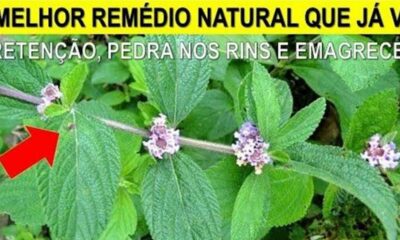 Com apenas 2 folhas dessa poderosa planta você acaba com pedra nos rins, emagrece e acaba com infecções