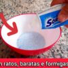 Como Fazer MISTURINHA para Sumir com os RATOS, BARATAS e FORMIGAS de Uma Vez